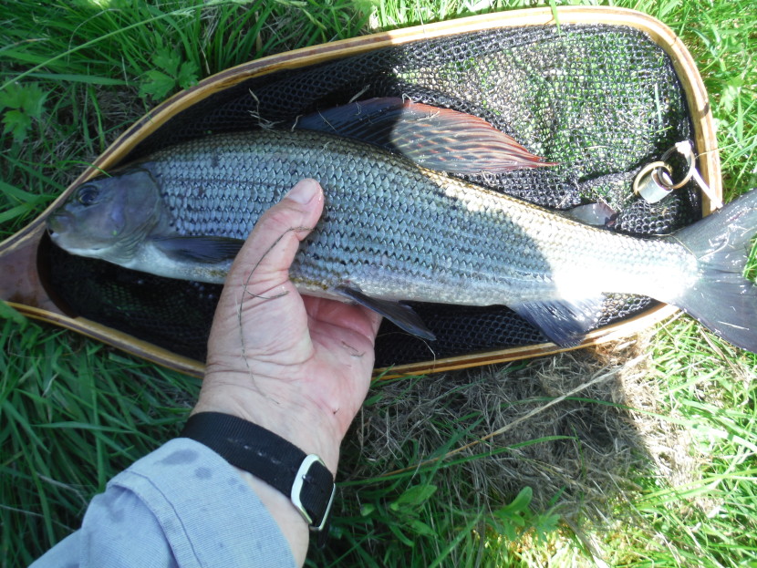 Avon grayling